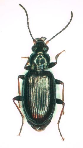 Bembidion tibiale